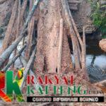 Ketua DPRD Mura Minta Perusahaan HPH dan PT Borneo Prima Sigap Perbaiki Jembatan Ambruk