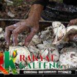 Harga Karet Semakin Anjlok di Murung Raya
