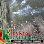 Limbah Pabrik Kelapa Sawit Cemari Anak Sungai Mentaya?