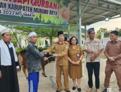 21 Sapi Kurban Bantuan Pemkab Mura  Tersebar Pada 10 Kecamatan