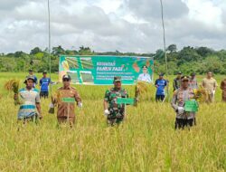 Tekan Laju Inflasi, Pj Bupati Panen Padi Perdana Hasil Kelompok Tani Dam Raya