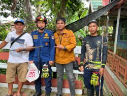 Terima Laporan Ada Ular Cobra, Tim Damkar Mura Gerak Cepat
