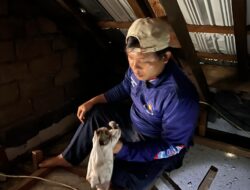 Kucing Tersesat di Plafon Rumah, Warga Lapor ke Damkar