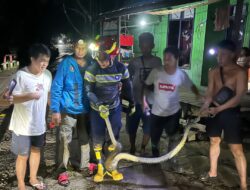 Damkar Mura Berhasil Amankan Piton Berukuran 3 Meter di Bahitom