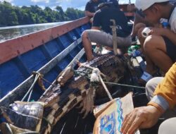 Buaya Sepit Sepanjang 3 Meter Tertangkap Jaring Ikan Warga di Desa Kalahien