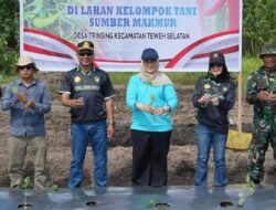 DPRD Barito Utara Apresiasi Budidaya Cabai Kelompok Tani