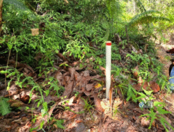 Pemantauan Tata Batas Antar Dua Desa di Kecamatan Murung