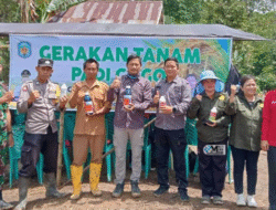 Pemerintah Murung Raya Kembangkan Padi Gogo