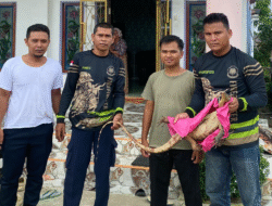 Damkar Murung Raya Tangkap Biawak di Rumah Kades Bahitom