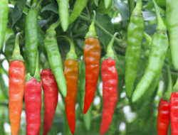 UPT BPPBTPH Kalteng Targetkan Produksi 60.000 Batang Benih Cabai Sepanjang Tahun 2025