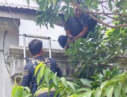 Heroik, Kucing Terjebak di Atap Rumah berhasil Dievakuasi Damkar Murung Raya