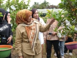 Pemkab Barut Gelar Panen Bersama Buah Jambu Kristal