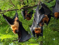 Dinkes Kalteng Pastikan Kesiapsiagaan Penanganan Virus Nipah Terjaga