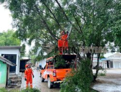 BPBD Barut Langsungkan Pemotongan Pohon Berpotensi Tumbang