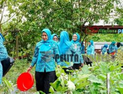 TP PKK Kabupaten Barito Utara Langsungkan Petik Hasil Kebun