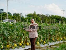TP PKK Barito Utara Berikan Dukungan Dan Apresiasi Terhadap Pembudidayaan Golden Melon Di Desa Trahean