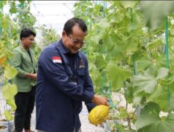 Pemprov Kalteng Perkuat Pertanian, Produktivitas Bawang Merah Meningkat