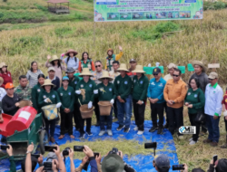 Panen Padi Gogo di Karali, Pemkab Mura Kembangkan Varietas Unggul Lokal