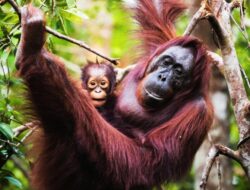 Upaya Pelestarian Orangutan di Kalteng Dapat Dukungan Internasional
