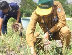 Program Bantuan Pertanian Kalteng Tunjukkan Hasil Positif