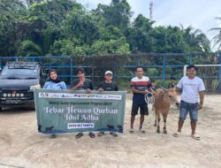 Sambut Momentum Hari Raya Idul Adha 1447 H, PAMA Group Tebar Hewan Kurban Sebanyak 55 Ekor Sapi