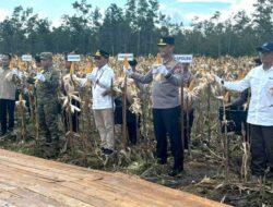 Panen Raya Jagung Jadi Kontribusi Nyata Kalteng untuk Swasembada Pangan Nasional